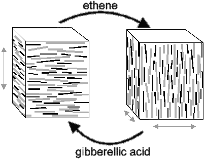 Figure 1: Environmental cues effect changes in microtubule and microfibril orientation.